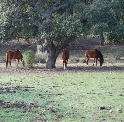 Casa Rural Sierra Grande caballos