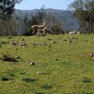 Casa Rural Sierra Grande campo y ovejas 2