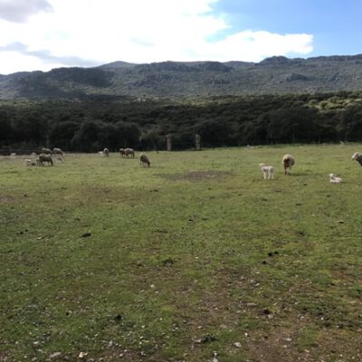 Casa Rural Sierra Grande campo y ovejas