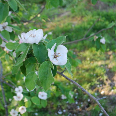 flora sierra grande hornachos