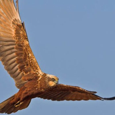 Fauna Sierra Grande de Hornachos